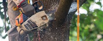Best Hazardous Tree Removal  in Bridgewater Center, NJ
