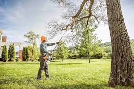 Best Tree Maintenance Programs  in Bridgewater Center, NJ