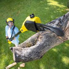 Lawn Renovation and Restoration in Bridgewater Center, NJ