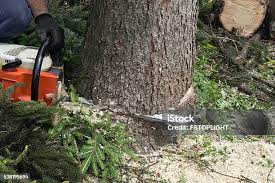 Leaf Removal in Bridgewater Center, NJ
