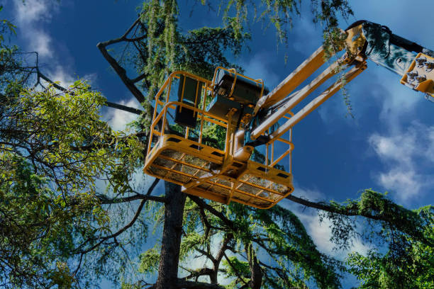 Best Storm Damage Tree Cleanup  in Bridgewater Center, NJ